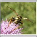 Conops flavipes - Dickkopffliege m02.jpg